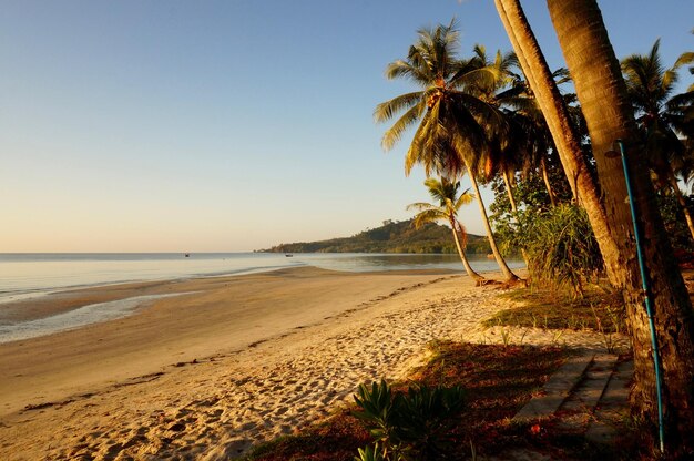 Foto vista de las palmeras en la playa