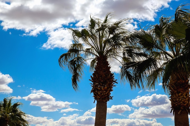 Vista de las palmeras que pasan bajo un cielo azul soleado