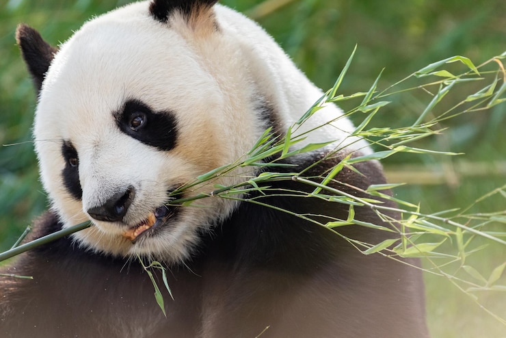Foto vista en un panda