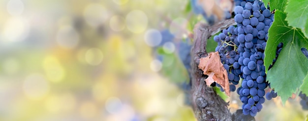 Vista panoramic, ligado, um, uva preta, crescendo, em, foliage, luz, por, a, sol