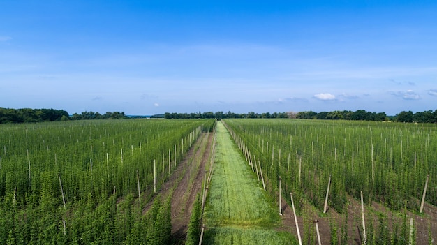 Vista panorámica aérea del campo de lúpulo