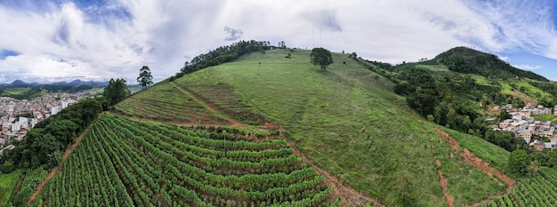 Vista panorâmica aérea de uma plantação de café em Manhuacu Minas Gerais Brasil