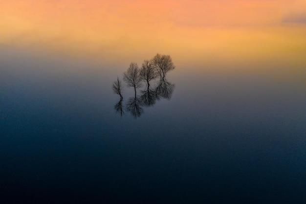 Vista panorámica del árbol contra el cielo durante la puesta de sol