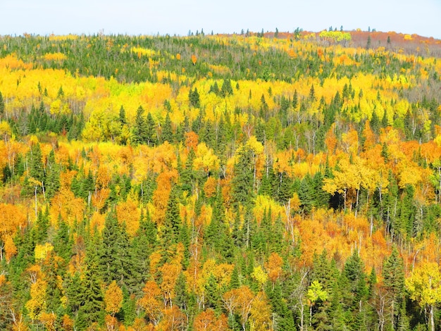 Vista panorámica de los árboles amarillos de otoño