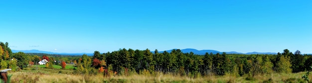 Foto vista panorámica de los árboles en el bosque contra un cielo azul claro