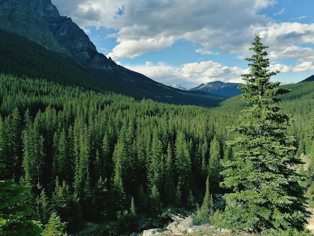 Foto vista panorámica de los árboles en el bosque contra el cielo