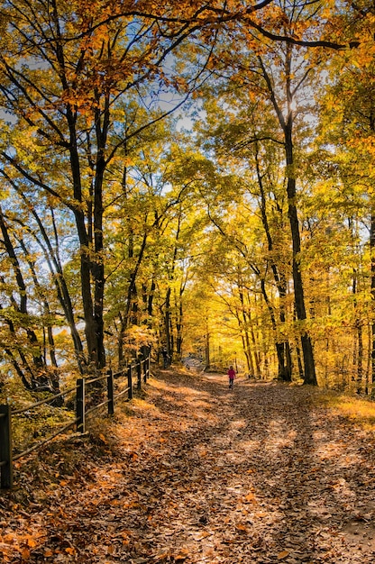 Foto vista panorámica de los árboles en el bosque durante el otoño