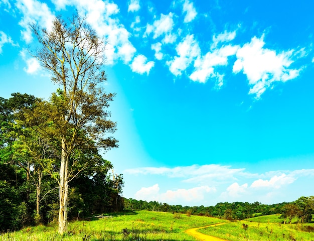 Foto vista panorámica de los árboles en el campo contra el cielo