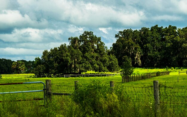 Foto vista panorámica de los árboles en el campo contra el cielo