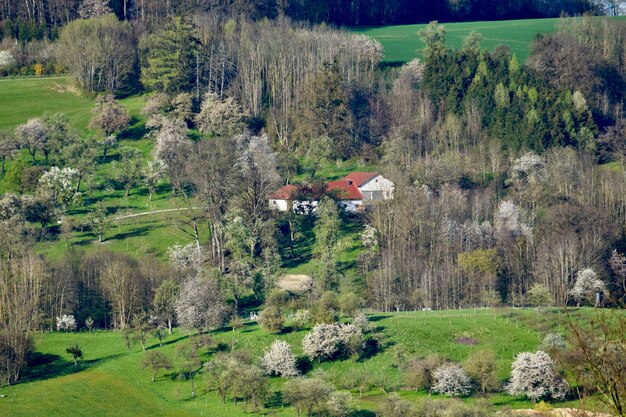 Vista panorámica de árboles y casas en flor en un paisaje verde