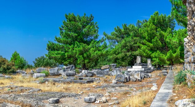 Vista panorámica de los árboles contra el cielo azul claro