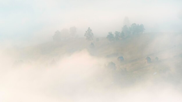 Vista panorámica de los árboles contra el cielo