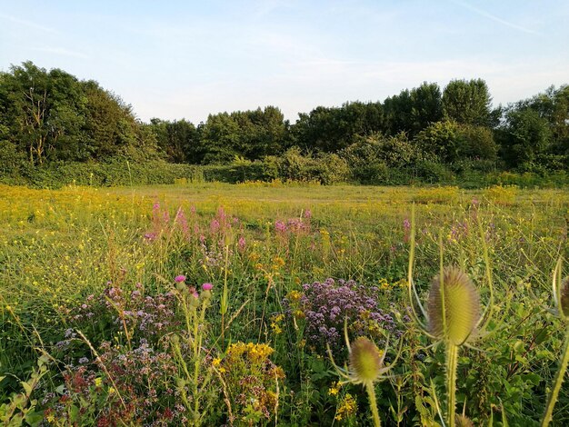 Vista panorámica de árboles en flor en el campo contra el cielo