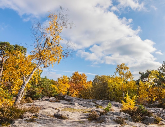 Foto vista panorámica de los árboles de otoño contra el cielo