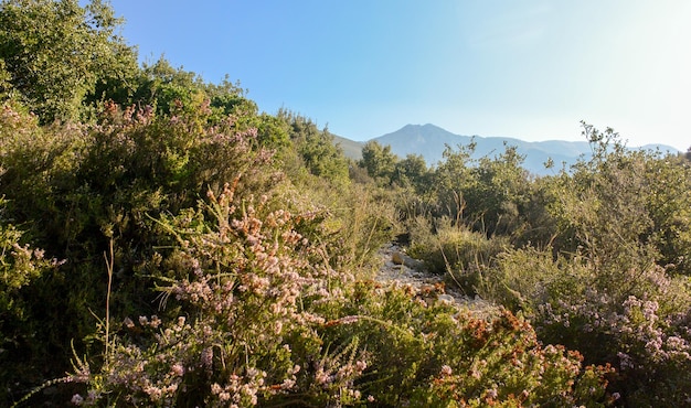 Vista panorámica de árboles y plantas contra el cielo