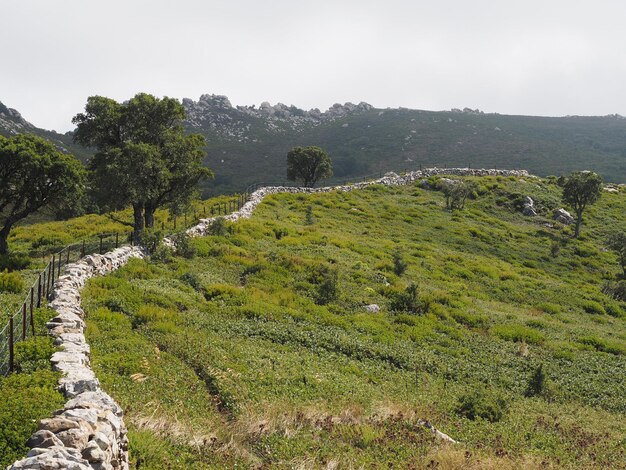 Vista panorámica de los árboles que crecen en el campo contra el cielo