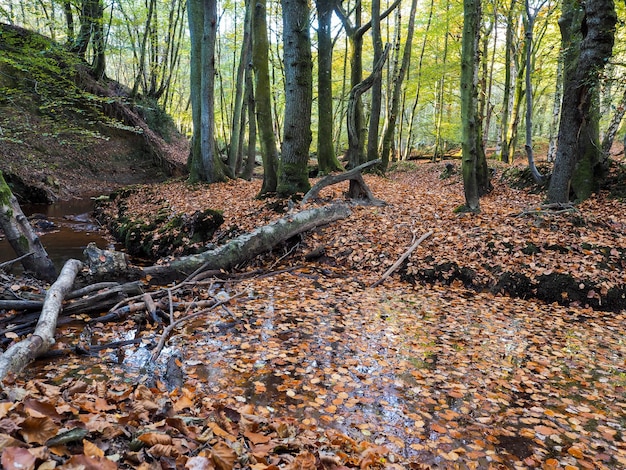 Vista panorámica del bosque de Ashdown en Sussex