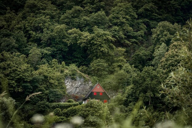 Foto vista panorámica del bosque con una casa oculta