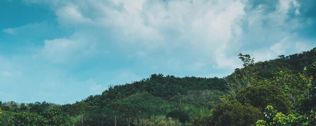 Foto vista panorámica del bosque contra el cielo