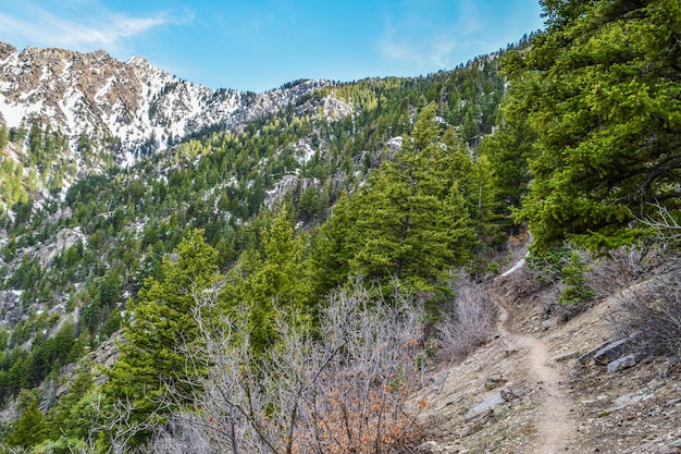 Foto vista panorámica del bosque contra el cielo