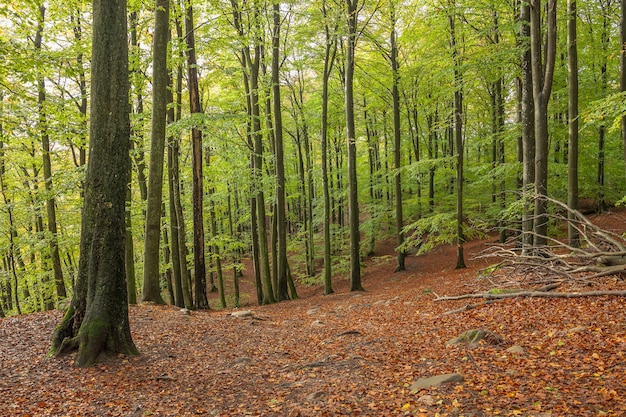 Vista panorámica de un bosque de hayas en primavera