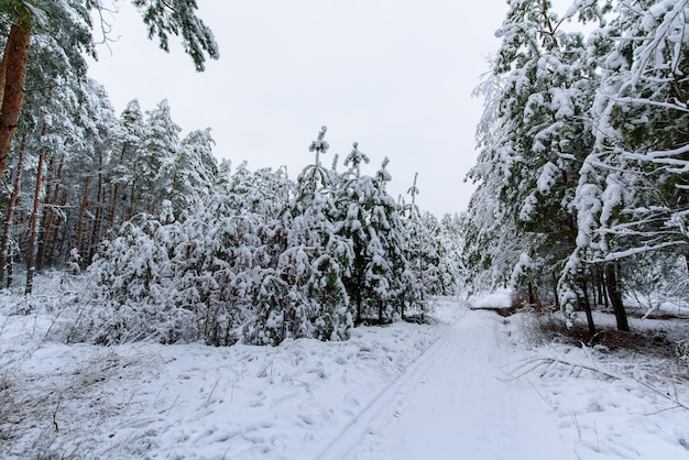 Foto vista panorámica del bosque invernal de pinos y abetos en la nieve en las ramas. paisaje.