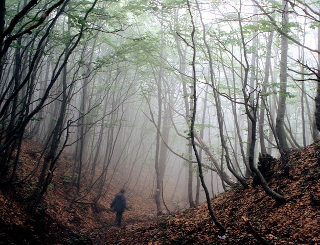 Foto vista panorámica del bosque con niebla