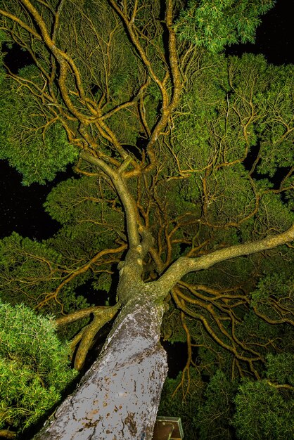 Foto vista panorámica del bosque por la noche