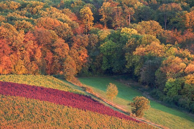 Foto vista panorámica del bosque durante el otoño