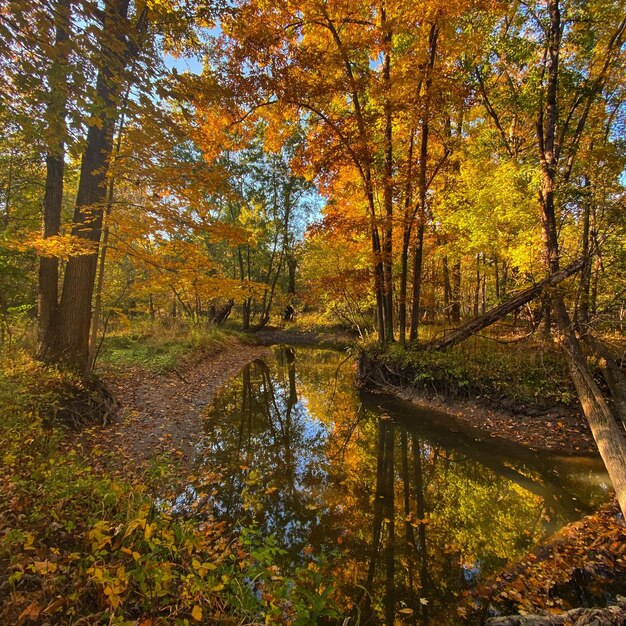 Foto vista panorámica del bosque durante el otoño