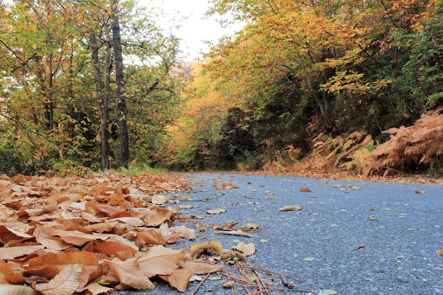 Vista panorámica del bosque durante el otoño