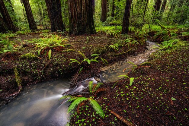 Una vista panorámica de un bosque de secuoyas en el norte de California