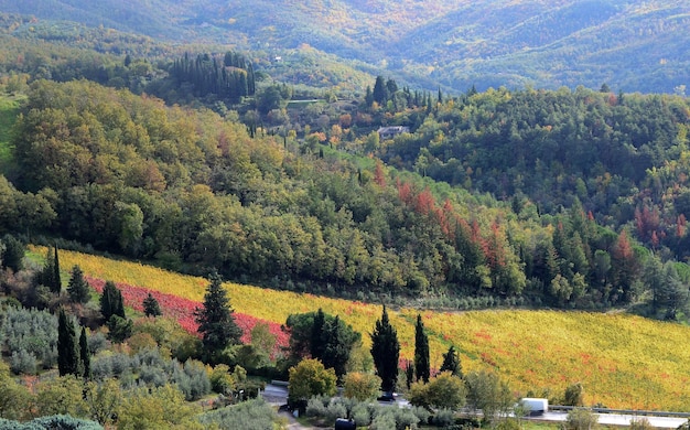Foto vista panorámica del bosque y el viñedo durante el otoño