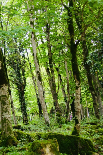 Foto vista panorámica del bosque