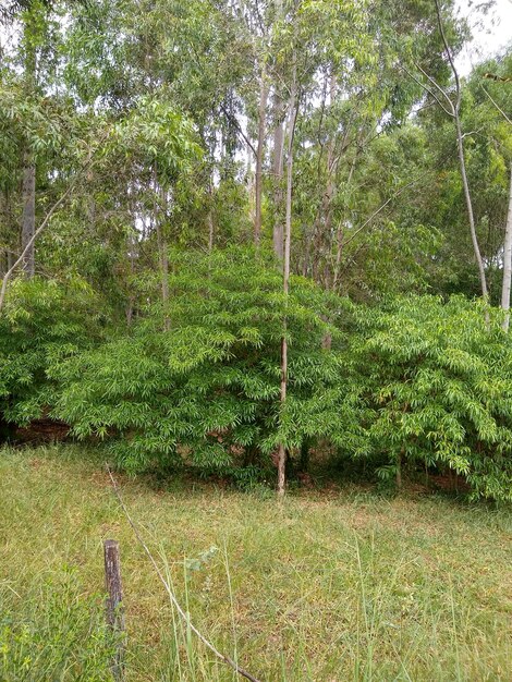 Foto vista panorámica del bosque