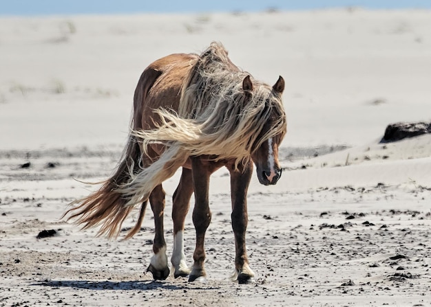 Vista panorámica de un caballo caminando por la isla de Sable en un día soleado