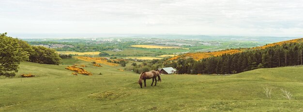 Foto vista panorámica de un caballo en un rancho abierto en las colinas escocesas