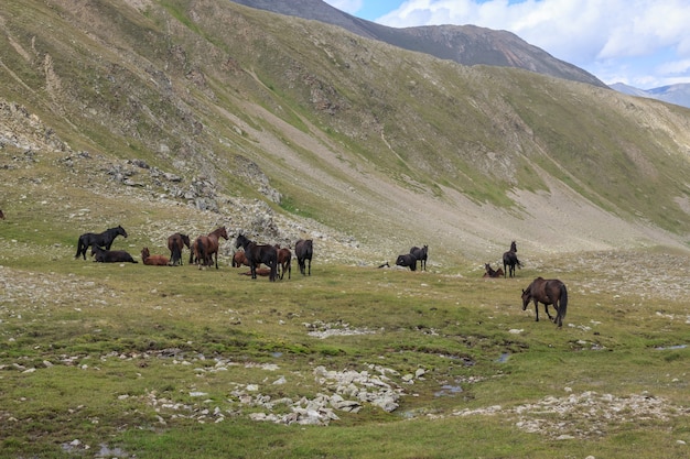 Vista panorámica de caballos en las montañas del parque nacional Dombay, Cáucaso, Rusia, Europa. Espectacular cielo azul y paisaje soleado de verano