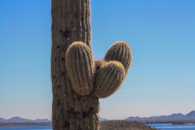 Foto vista panorámica de los cactus frente a un cielo despejado