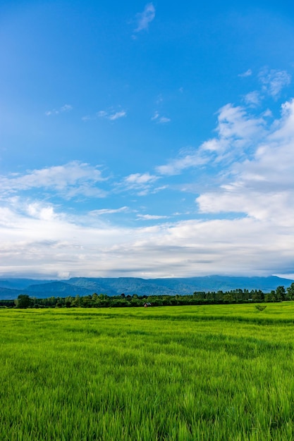 Vista panorámica de un campo agrícola contra el cielo azul