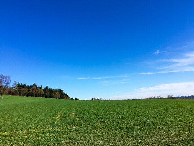 Foto vista panorámica de un campo agrícola contra el cielo azul