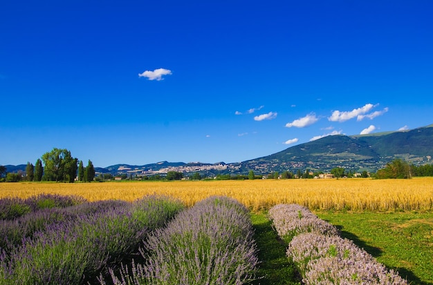 Vista panorámica de un campo agrícola contra el cielo azul