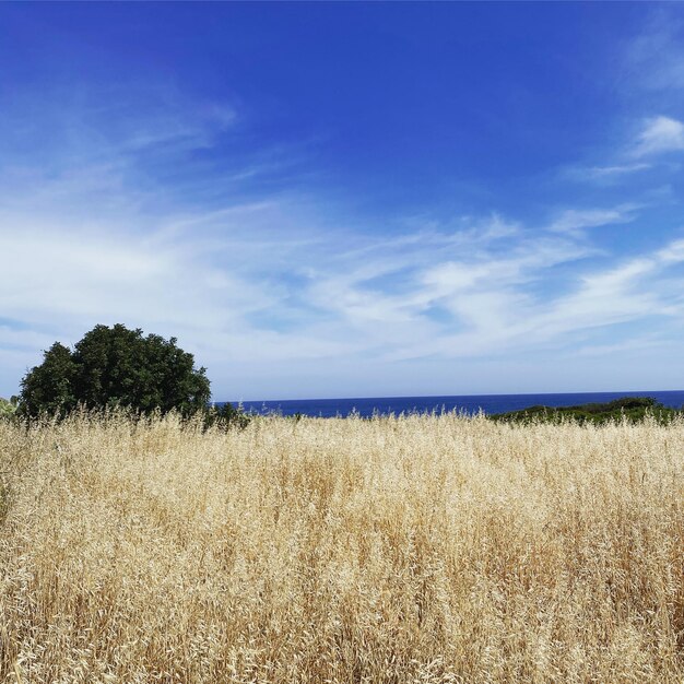 Vista panorámica de un campo agrícola contra el cielo y el océano con un árbol verde