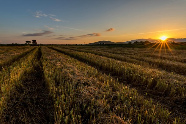 Vista panorámica de un campo agrícola contra el cielo durante la puesta de sol