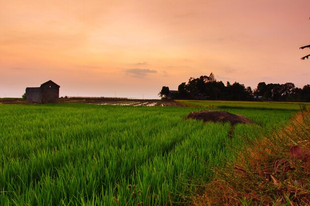 Vista panorámica de un campo agrícola contra el cielo durante la puesta de sol