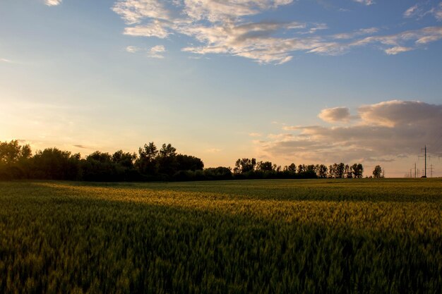 Vista panorámica de un campo agrícola contra el cielo durante la puesta de sol