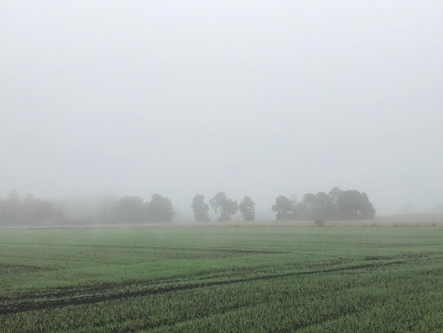 Vista panorámica de un campo agrícola contra el cielo durante el tiempo de niebla