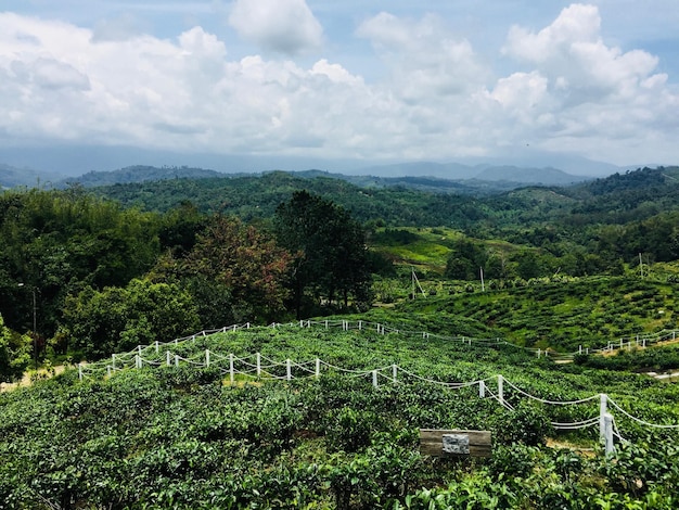 Foto vista panorámica de un campo agrícola contra el cielo