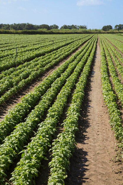 Foto vista panorámica de un campo agrícola contra el cielo