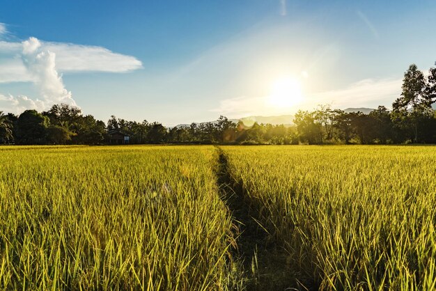 Foto vista panorámica de un campo agrícola contra el cielo